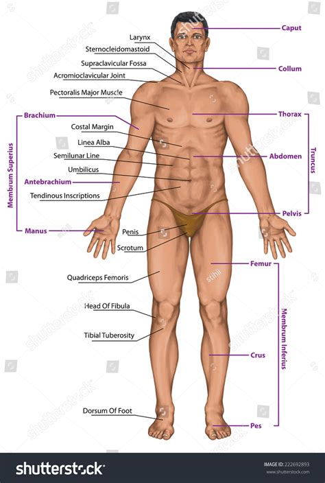Diagram Of Men Body