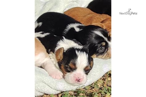Кассандра моррис, дженнифер висалли, аарон конли и др. Togo: Beaglier puppy for sale near San Angelo, Texas ...