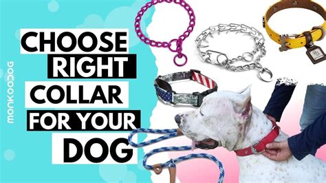 How Do I Choose A Dog Collar