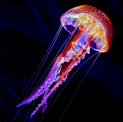 Pin By Sara Collopy On Jellyfish Beautiful Sea Creatures Deep Sea