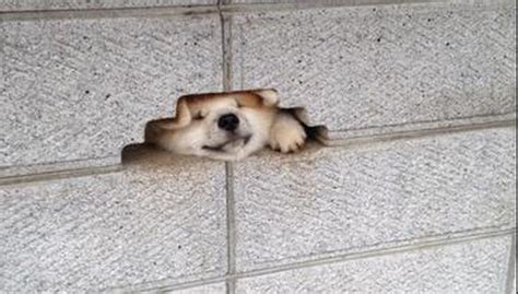 Dog Isnt Stuck In A Wall He Meant To Do That