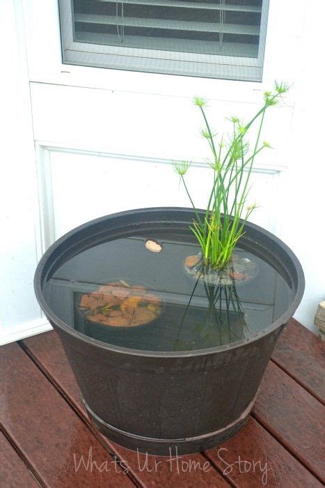 My Mini Pond Garden Is Back In Business Whats Ur Home Story Water