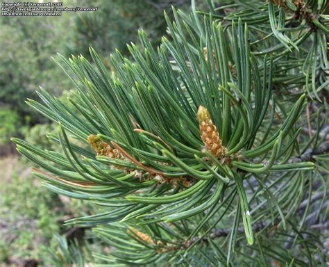 Plantfiles Pictures Rocky Mountain Pinyon Pine Two