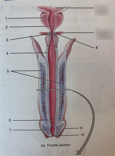 Male Reproductive System Diagram Quizlet Human Anatomy