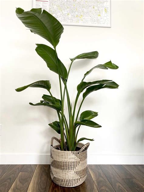 7 Best Large And Tall Houseplants Hanging Plants Indoor Plant Decor