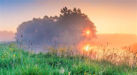 Spring Morning In Meadow Stock Photo Image Of Sunny 139325552