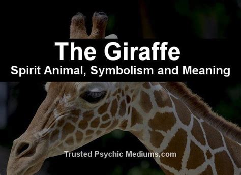 The Giraffe Spirit Animal A Complete Guide To Meaning And Symbolism