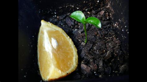 How To Grow Orange Trees From Seed The Easy Way