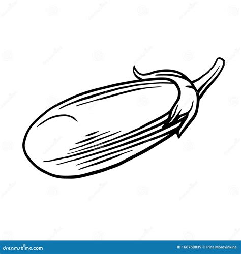 Eggplant Vector Outline Drawing Of A Vegetable On A White Background