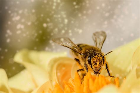 Les Insectes Pollinisateurs Fête De La Science