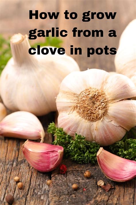 How To Grow Garlic From A Clove In Pots Vegetable Gardening