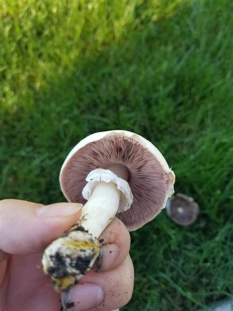 Have A Few Of These Growing In My Yard In The Bay Area Are They