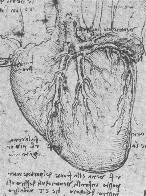 Da Vinci And The Heart Anatomical Exploration Through The