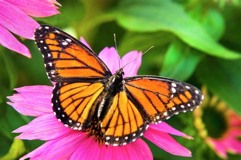 Orange Viceroy Butterfly Photograph By Christina Rollo Fine Art America