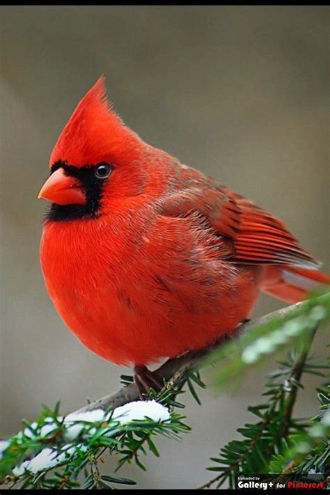 Cardinal Beautiful Beautiful Birds Pet Birds Bird