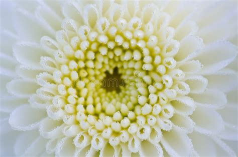 White Chrysanthemum Close Up Stock Photo Image Of Bloom Blooming