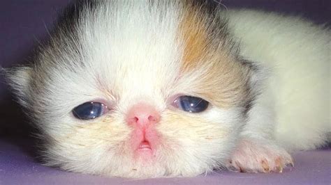 Super Cute Baby Cats 🔴 Funny Cats Videos 2019 Gatos Recopilación 1