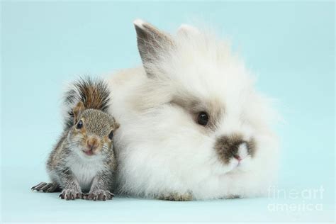 Squirrel And Fluffy Bunny Photograph By Warren Photographic Pixels