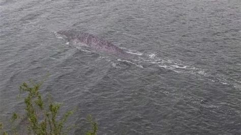 Loch Ness Monster Spotted Again In Tourists Photo Of ‘big Fish The