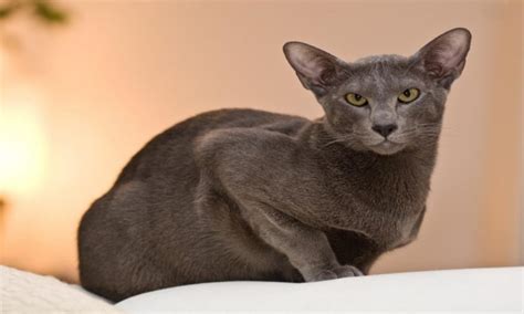 10 Cat Breeds With Big Ears Foreblog