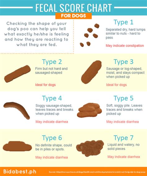 What Does Your Pets Poop Mean Bidabest Pet Food