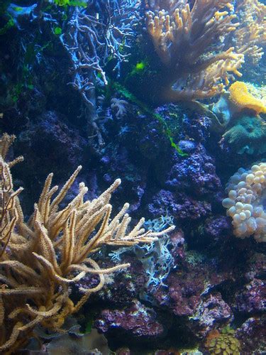 Underwater Plant Life Down In The Reef Daniel Everitt Flickr