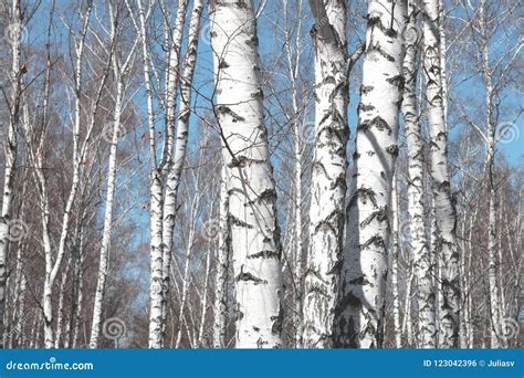 Several Birches In Birch Grove Among Other Birches Stock Photo Image