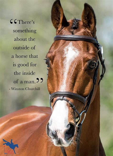 Pin By Paula Godwin On Horse Stuff Horse Riding Quotes Cute Horse