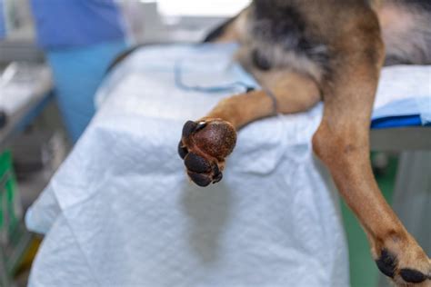 A Tumor On A Dogs Paw Is It Cancer Or Not Dr Buzbys Toegrips For
