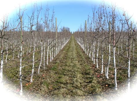 It is dormancy time so do not fertilize and make sure not to water unless that pot, soil and plant when you lift them are light. Apple Scion /Rootstock Selection and Planning for Michigan
