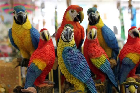 Fun Facts You Should Know About Parrots Coops And Cages