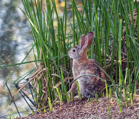 Cottontail Rabbit Eating Cattails 8685 042819 Photograph By Tam Ryan