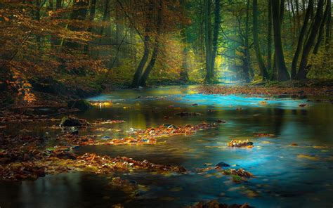 Misty Morning Forest Sunrays Wallpapers Wallpaper Cave