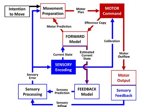 Table 1 From Focal Dystonia And The Sensory Motor Integrative Loop For