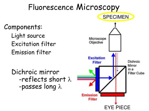 Ppt Fluorescence Microscopy Fluorescent Molecule Fluorochrome