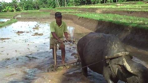 Farmer Plowing Ricefield With A Buffalo In Camiguin Island Philippines