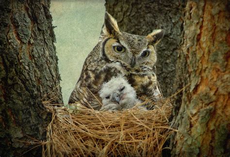 Baby Great Horned Owl Feeding Time With Mom Video Dengz