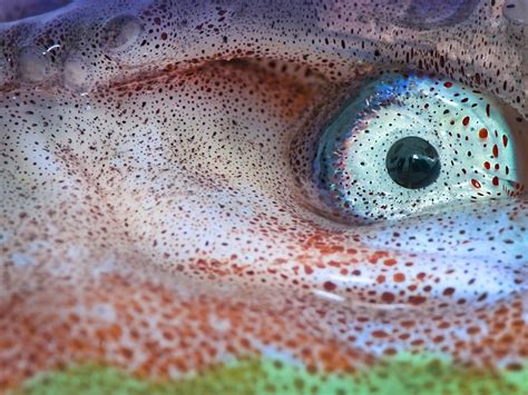 Nautilus Eye Close Up Smithsonian Photo Contest Smithsonian Magazine