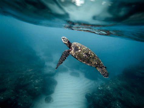 Underwater Photo Of A Turtle Image Free Stock Photo Public Domain