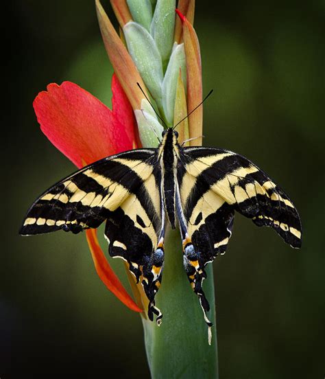 Yellow Swallowtail Butterfly Photograph By Saija Lehtonen