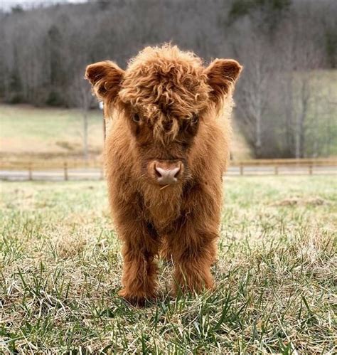 Pin By Martha Loomis On Cows Baby Highland Cow Scottish