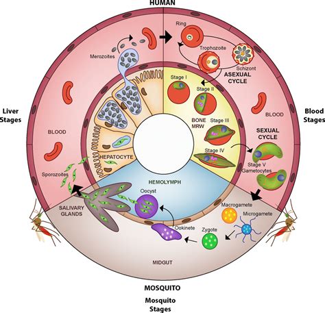 Life Cycle Of Plasmodium Falciparum The Malaria Parasite Is