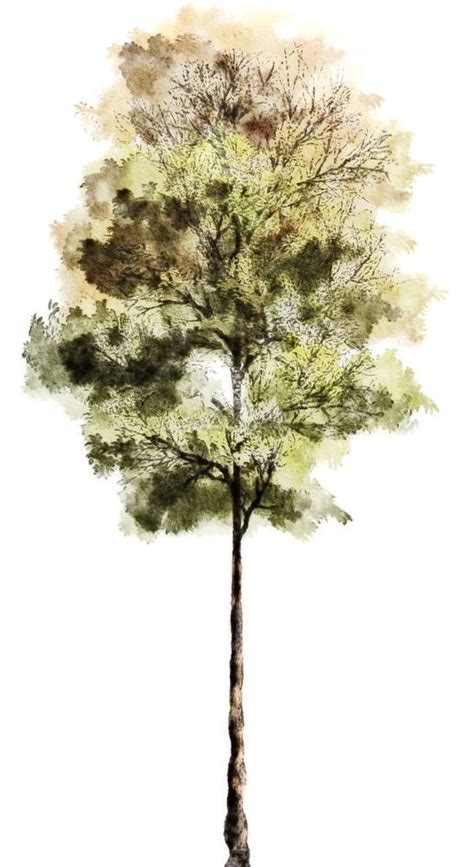 640x359 line art drawings of trees free vector colorful tree tree vector. Tree photoshop Watercolor trees Tree textures Architecture ...