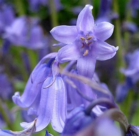 Blue Bell Flowers Photos