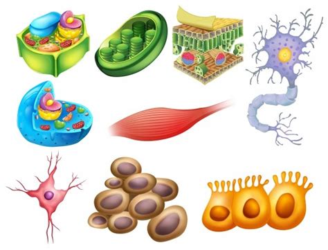 Top 106 Imagenes De Diferentes Tipos De Celulas Del Cuerpo Humano