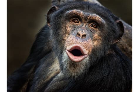 16 Amazing Facts About Chimpanzees Discover Wildlife