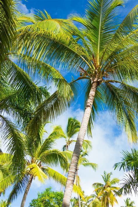 Tropical Palm Tree Wallpaper 56 Images