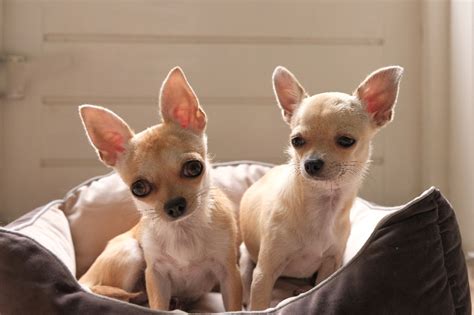 Teacup Chihuahuas Unleashed Expert Tips For Happy Tiny Pets