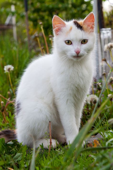 White Cat Sitting Free Stock Photo Public Domain Pictures