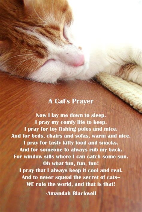 Cat Poems And Quotes Quotesgram